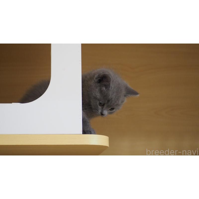 販売中の大阪府のブリティッシュショートヘア-139279の2枚目