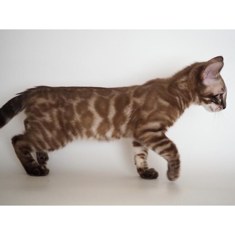 販売中の神奈川県のベンガル-136879の2枚目