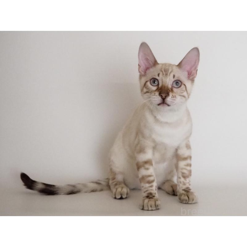 販売中の神奈川県のベンガル-133447の2枚目