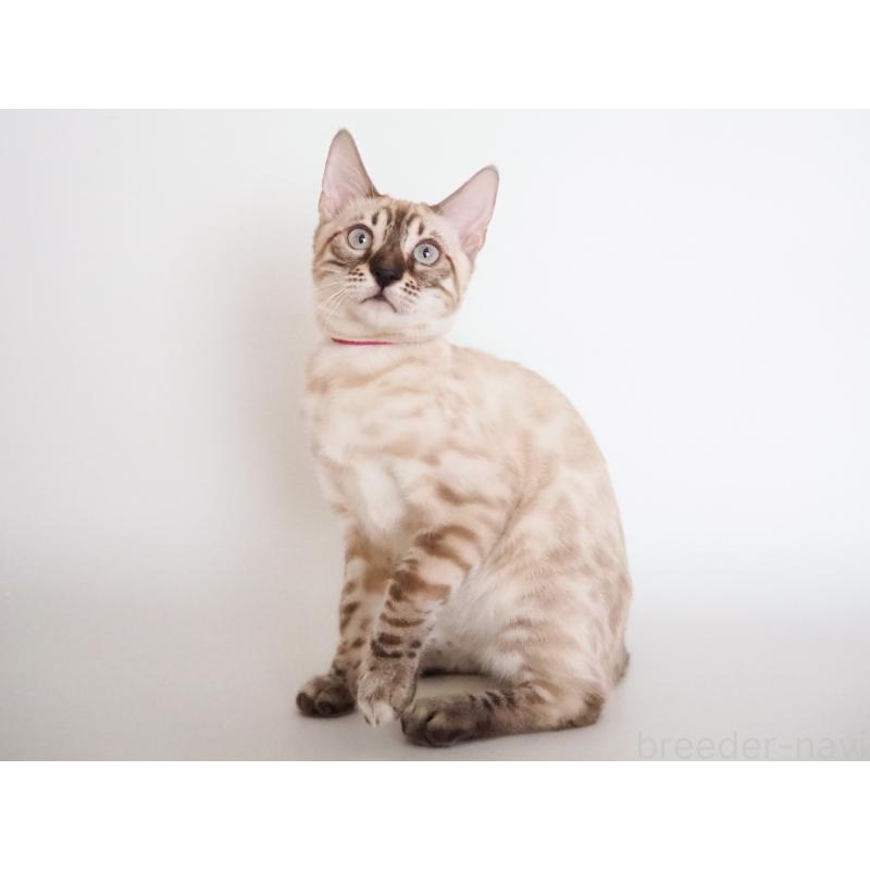 販売中の神奈川県のベンガル-133446の2枚目