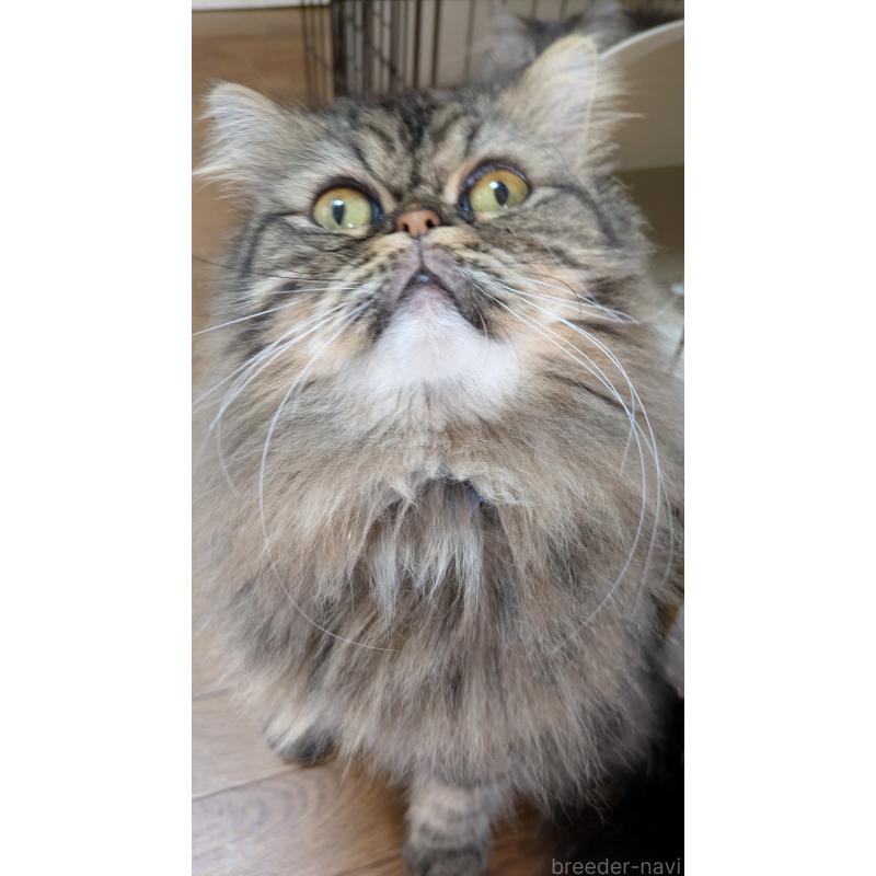 販売中の大阪府のミヌエット-81311の1枚目