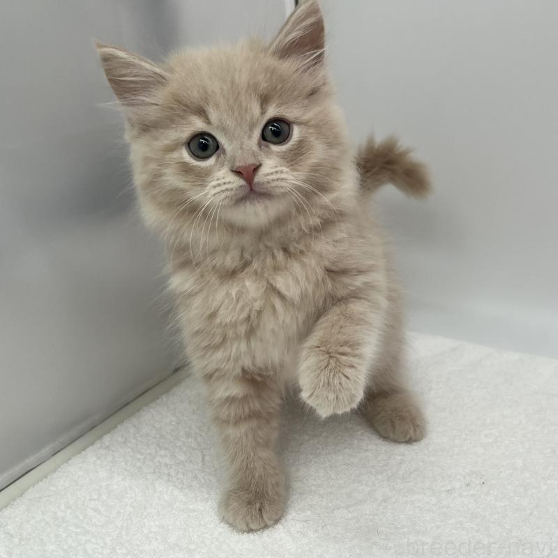 販売中の愛知県のスコティッシュフォールド-139290