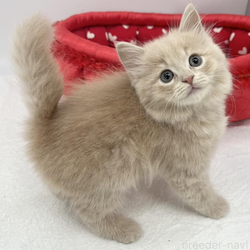 販売中の愛知県のスコティッシュフォールド-139290の5枚目