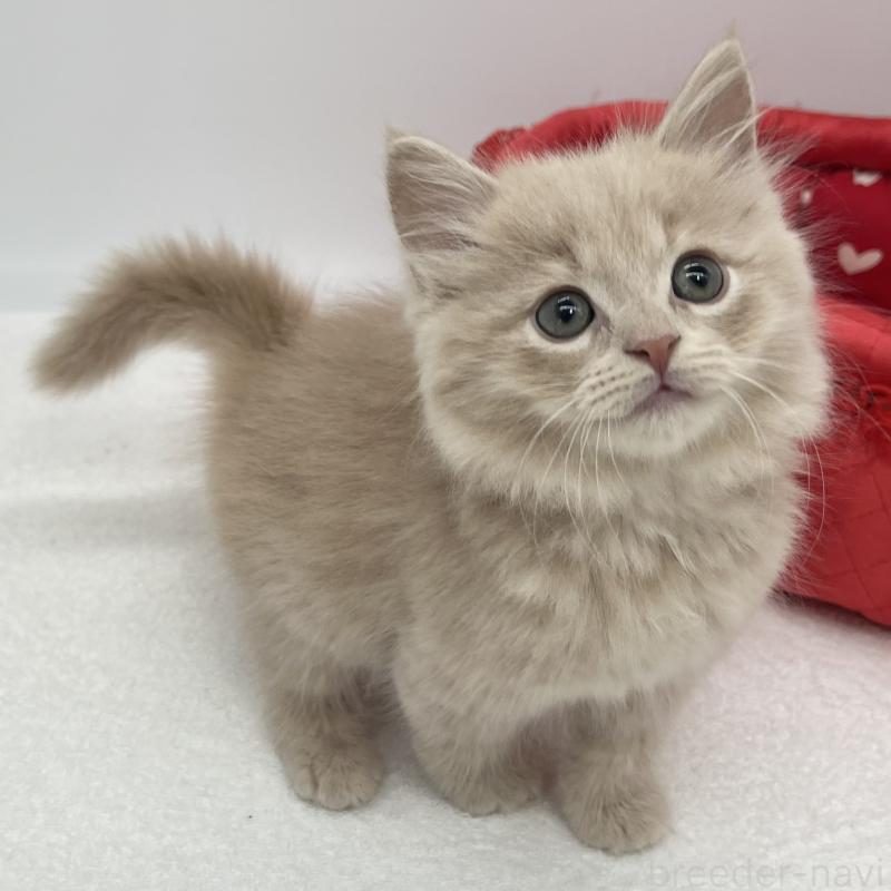 販売中の愛知県のスコティッシュフォールド-139290の3枚目