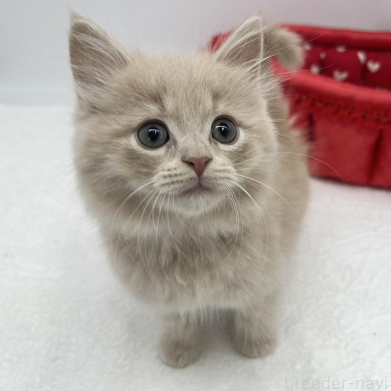 販売中の愛知県のスコティッシュフォールド-139290の2枚目
