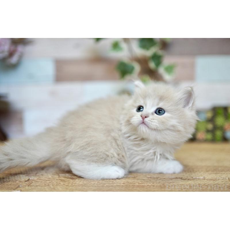 販売中の北海道のラガマフィン-139292の5枚目