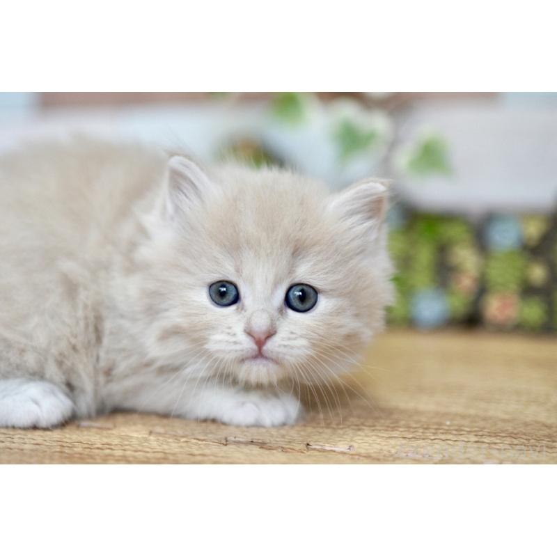 販売中の北海道のラガマフィン-139292の4枚目