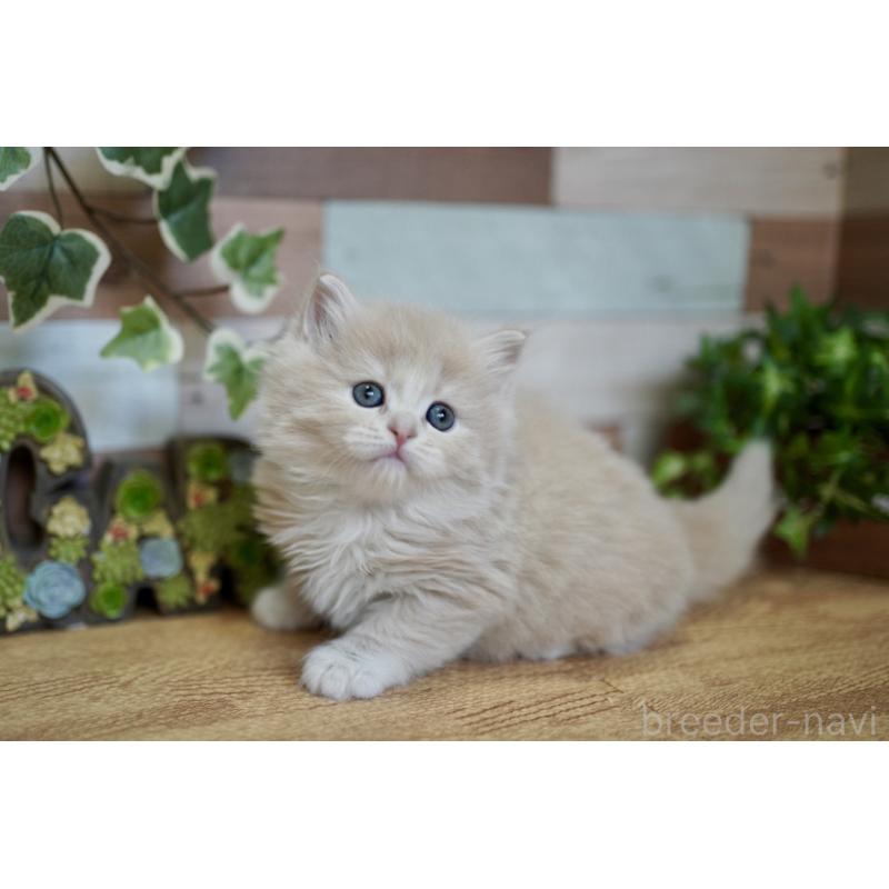 販売中の北海道のラガマフィン-139292の3枚目