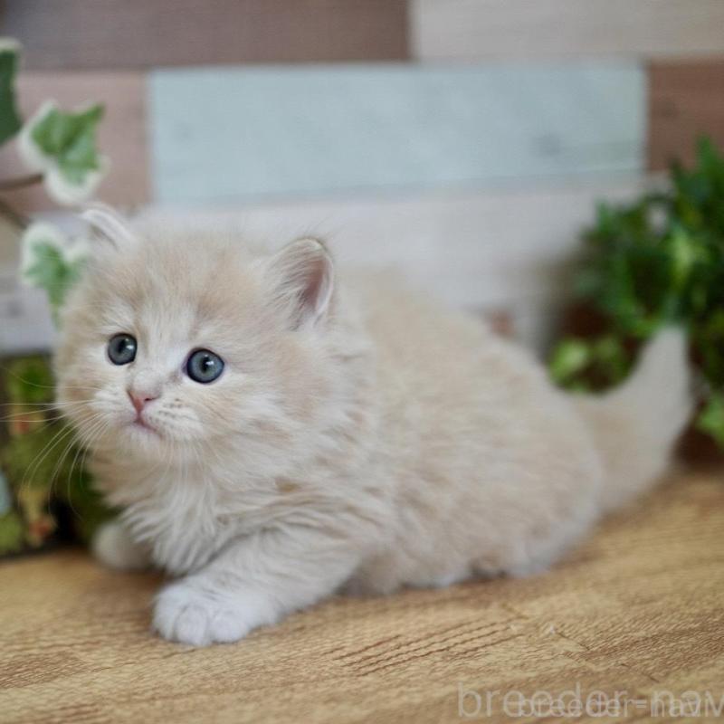 販売中の北海道のラガマフィン-139292の2枚目