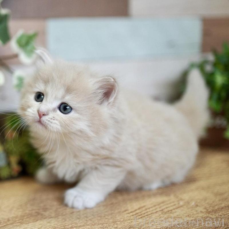 販売中の北海道のラガマフィン-139292の1枚目