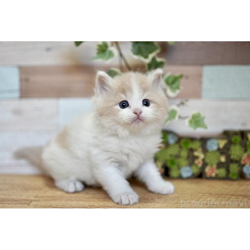 販売中の北海道のラガマフィン-139293の5枚目