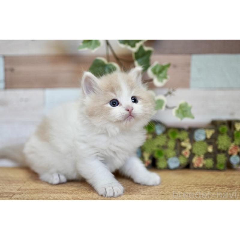 販売中の北海道のラガマフィン-139293の4枚目