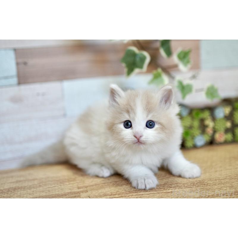 販売中の北海道のラガマフィン-139293の3枚目