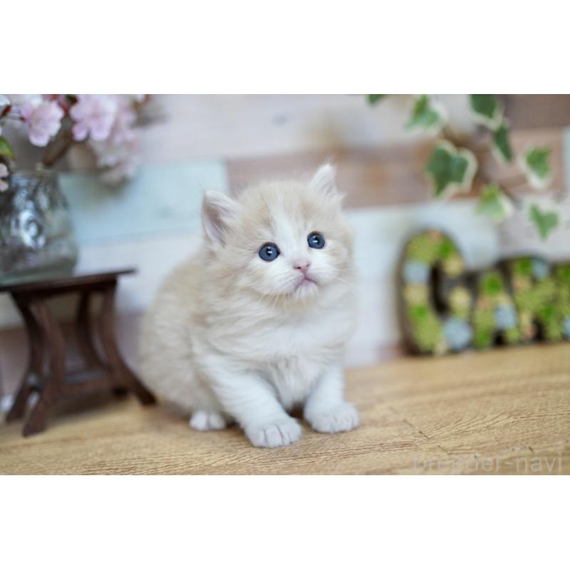 販売中の北海道のラガマフィン-139294の4枚目