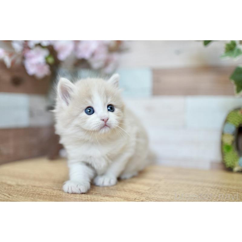 販売中の北海道のラガマフィン-139294の5枚目