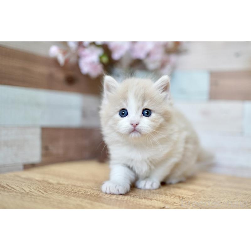 販売中の北海道のラガマフィン-139294の3枚目