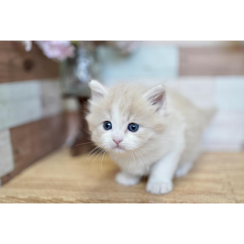 販売中の北海道のラガマフィン-139294の2枚目