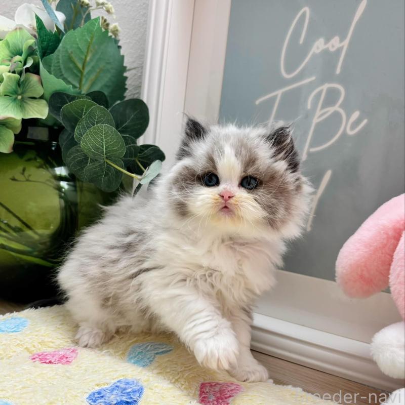 販売中の兵庫県のラグドール-139295の4枚目