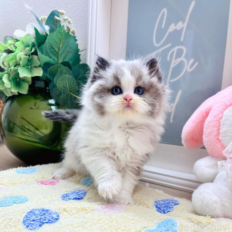 販売中の兵庫県のラグドール-139295の1枚目