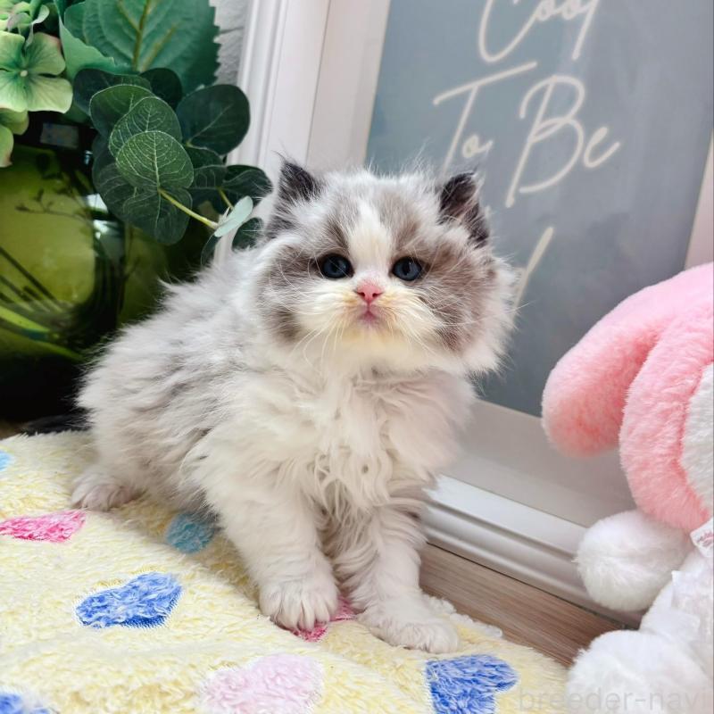 販売中の兵庫県のラグドール-139295の3枚目