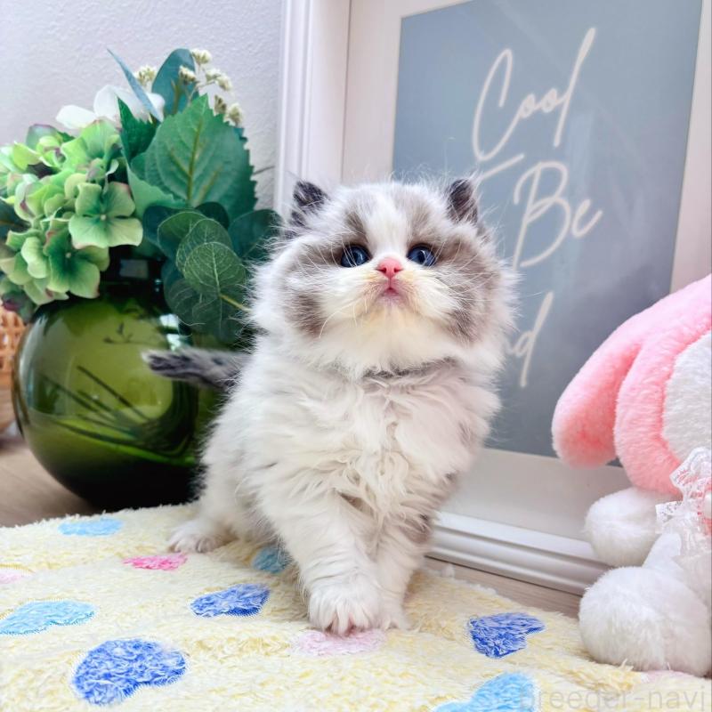 販売中の兵庫県のラグドール-139295の2枚目