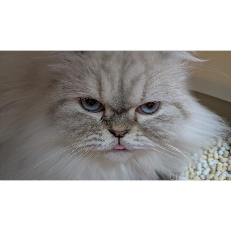 販売中の大阪府のミヌエット-127978の3枚目