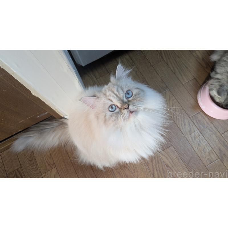 販売中の大阪府のミヌエット-127978の2枚目