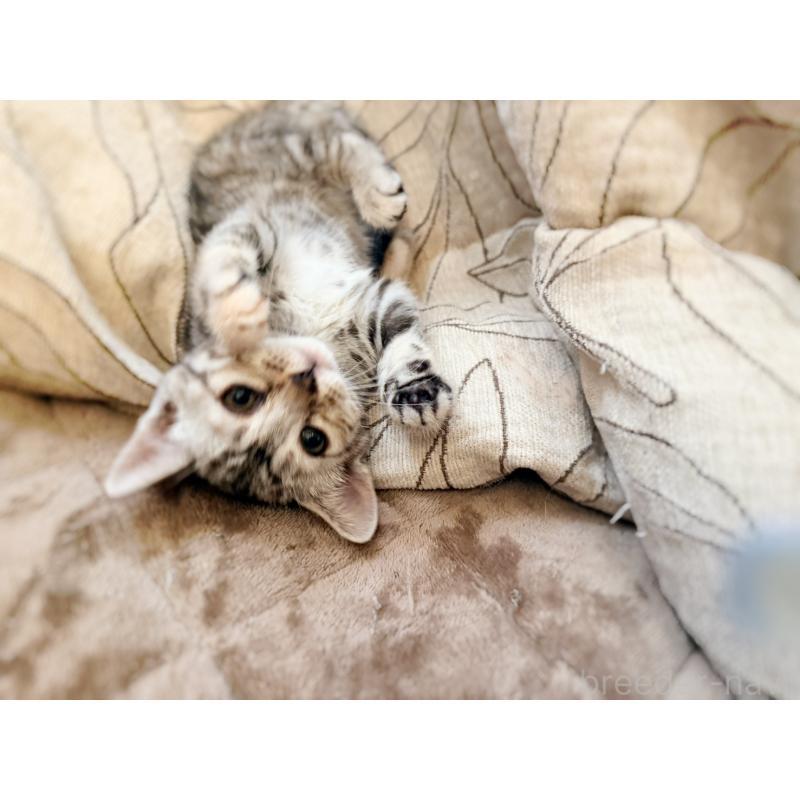 販売中の徳島県のジェネッタ-139297の17枚目