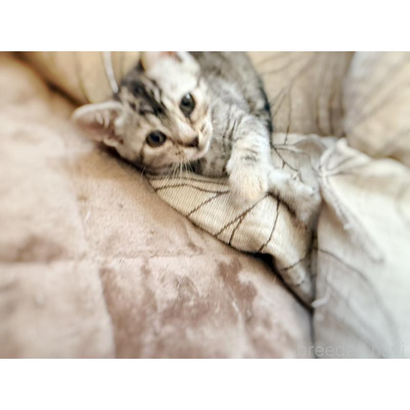 販売中の徳島県のジェネッタ-139297の16枚目