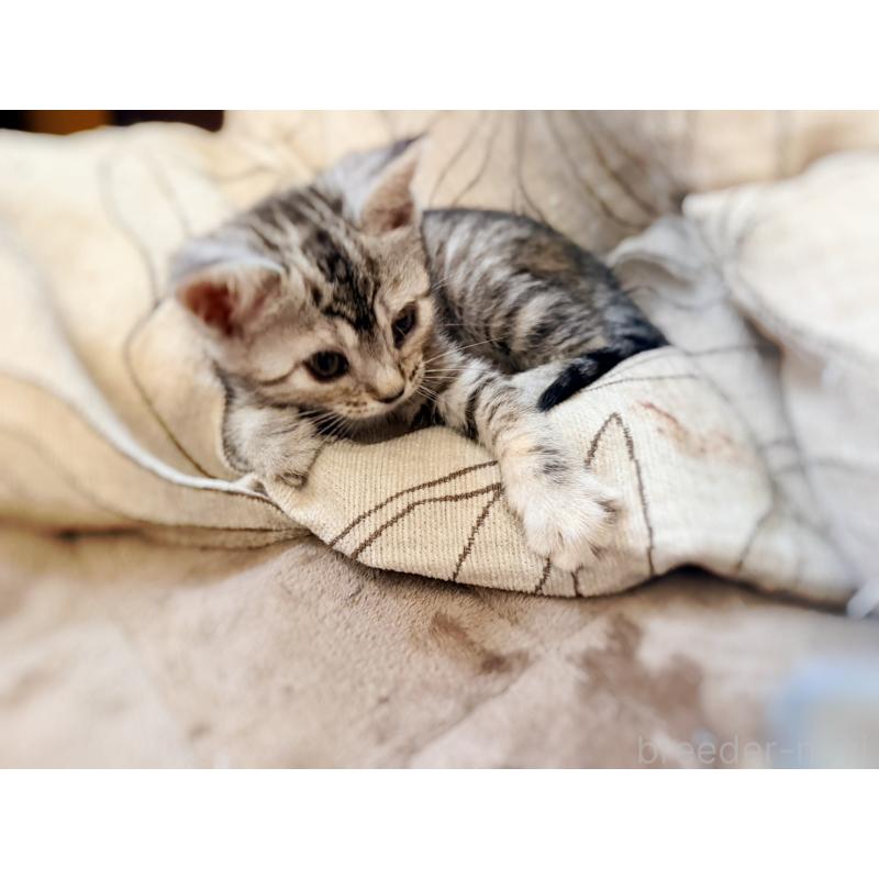 販売中の徳島県のジェネッタ-139297の15枚目