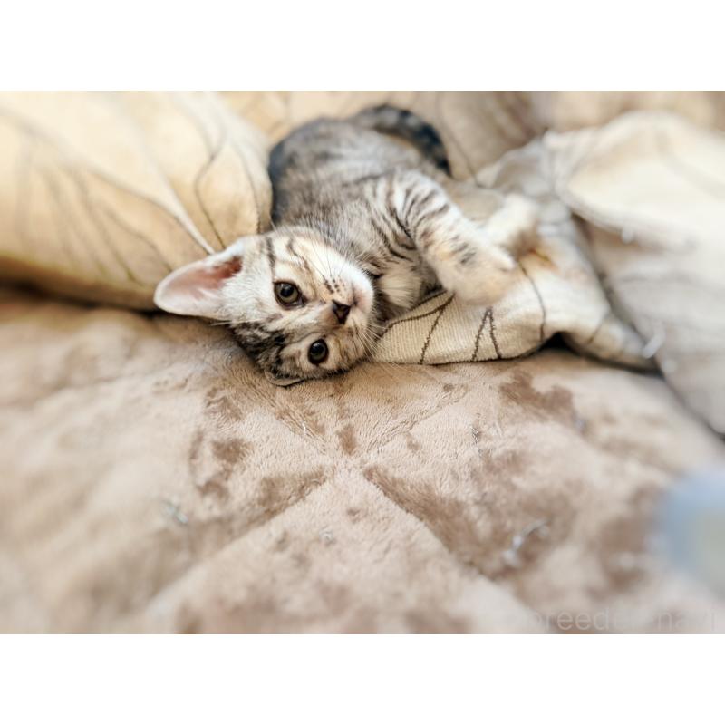 販売中の徳島県のジェネッタ-139297の14枚目