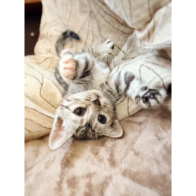 販売中の徳島県のジェネッタ-139297の13枚目