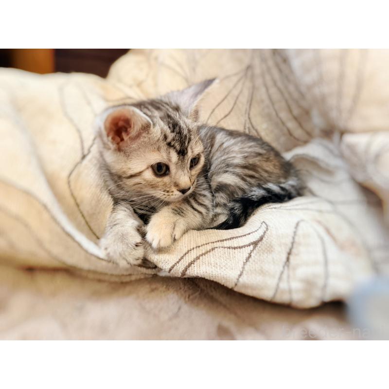 販売中の徳島県のジェネッタ-139297の12枚目