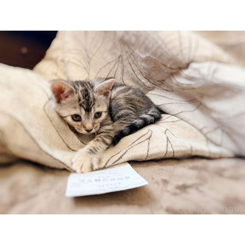 販売中の徳島県のジェネッタ-139297の11枚目