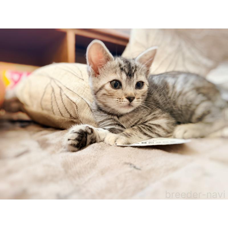 販売中の徳島県のジェネッタ-139297の10枚目