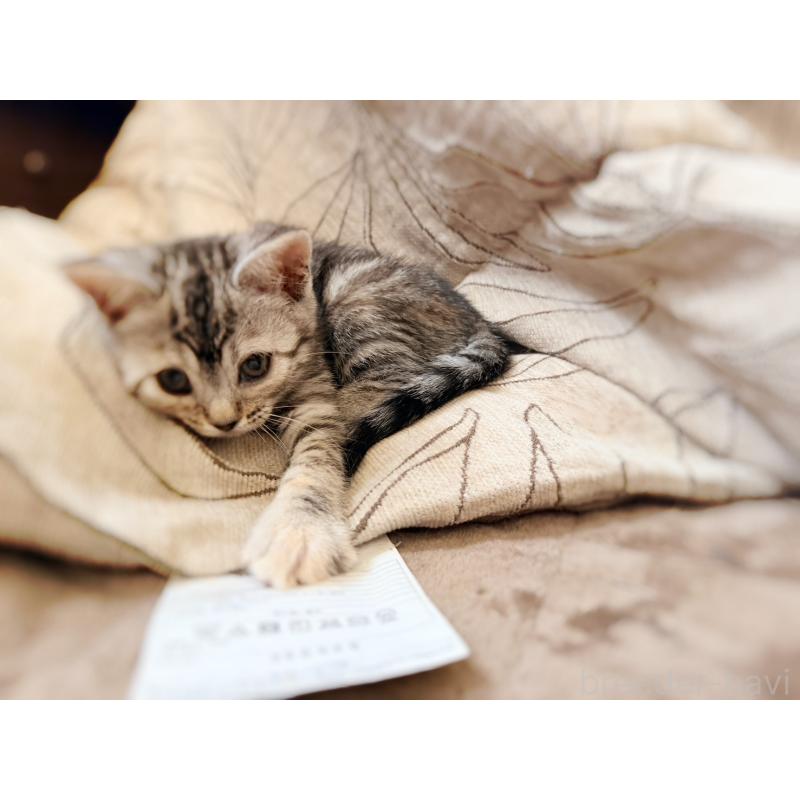 販売中の徳島県のジェネッタ-139297の9枚目