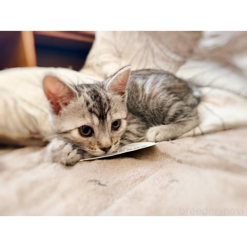 販売中の徳島県のジェネッタ-139297の8枚目