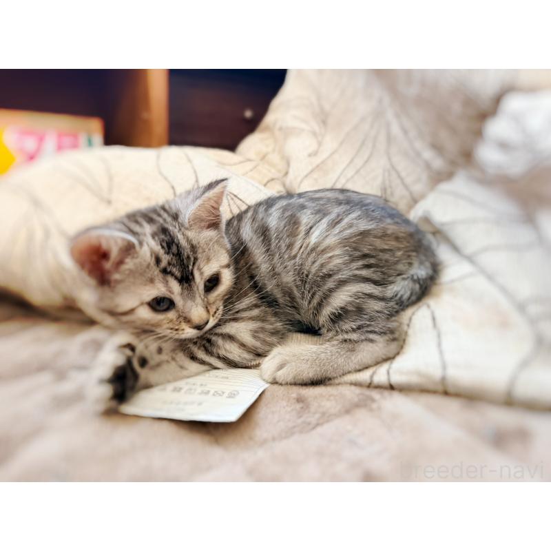 販売中の徳島県のジェネッタ-139297の6枚目