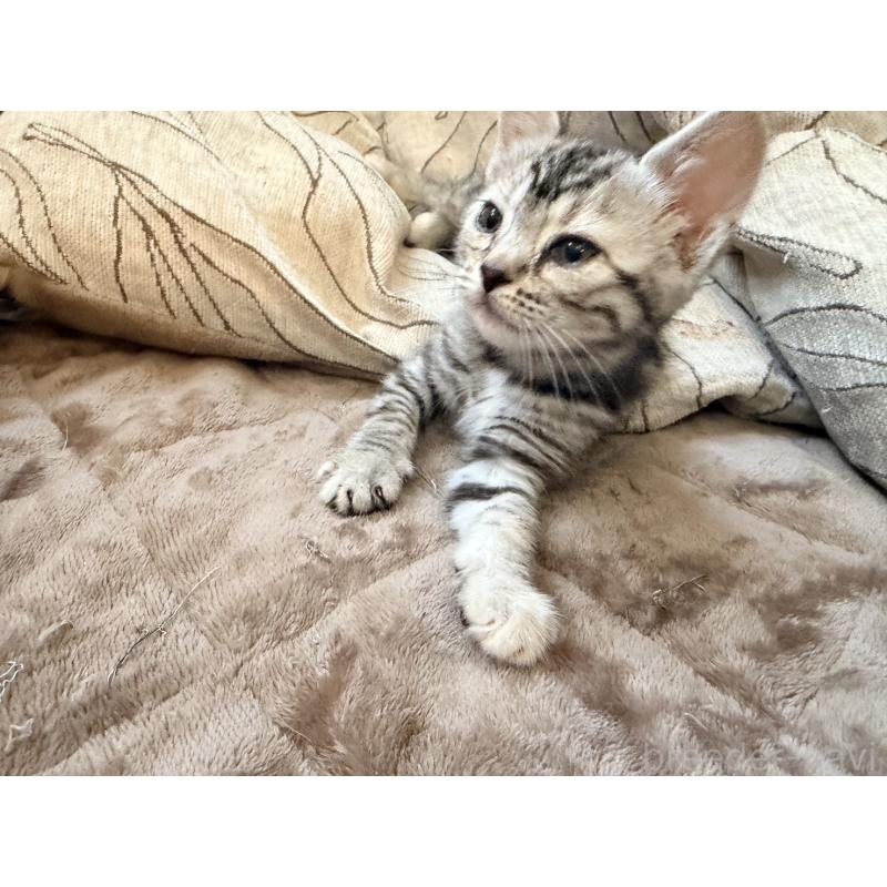 販売中の徳島県のジェネッタ-139297の5枚目