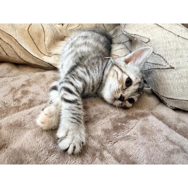 販売中の徳島県のジェネッタ-139297の4枚目