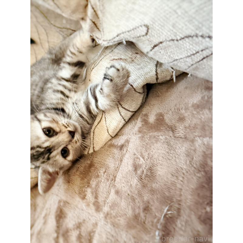 販売中の徳島県のジェネッタ-139297の3枚目