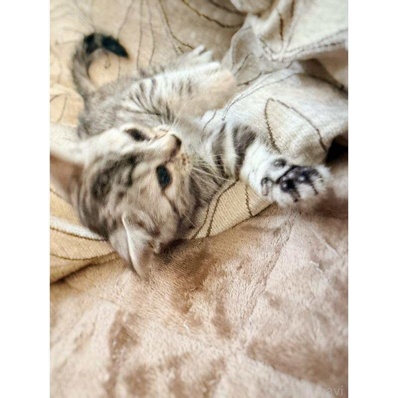 販売中の徳島県のジェネッタ-139297の2枚目