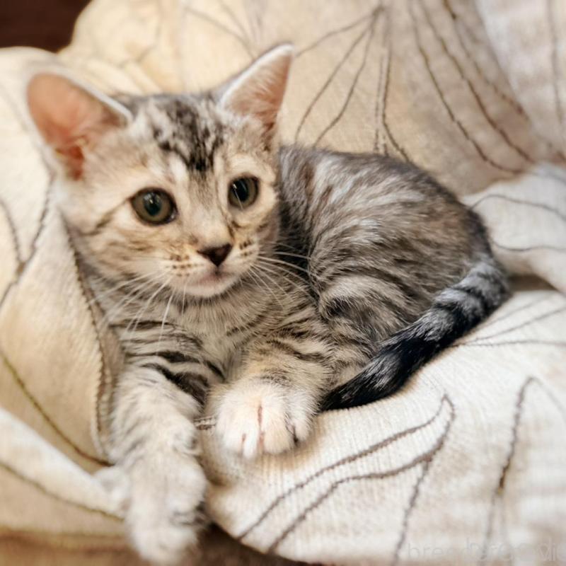 販売中の徳島県のジェネッタ-139297の1枚目