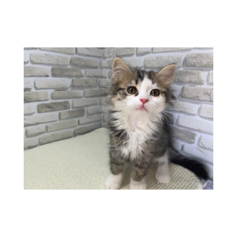 販売中の埼玉県のマンチカン-139299の4枚目