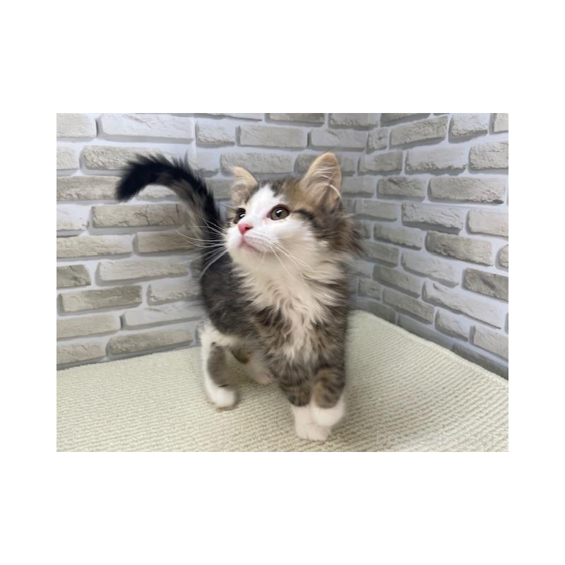 販売中の埼玉県のマンチカン-139299の3枚目