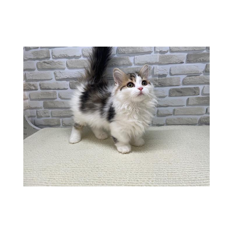 販売中の埼玉県のマンチカン(短足)-139300の3枚目