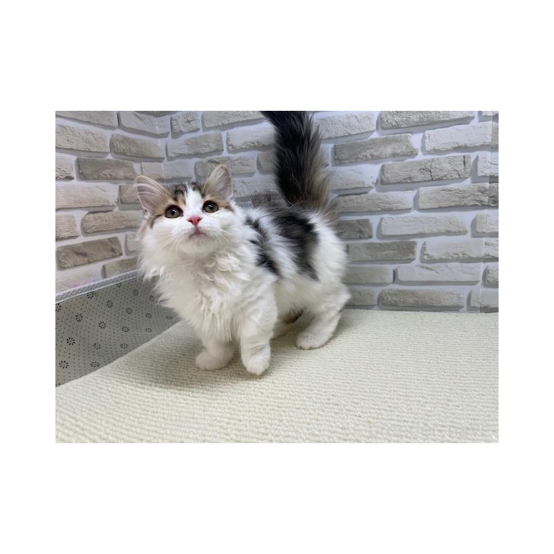 販売中の埼玉県のマンチカン(短足)-139300の2枚目