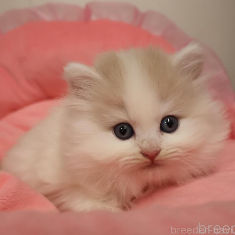 成約済の東京都のノルウェージャンフォレストキャット-139301の1枚目