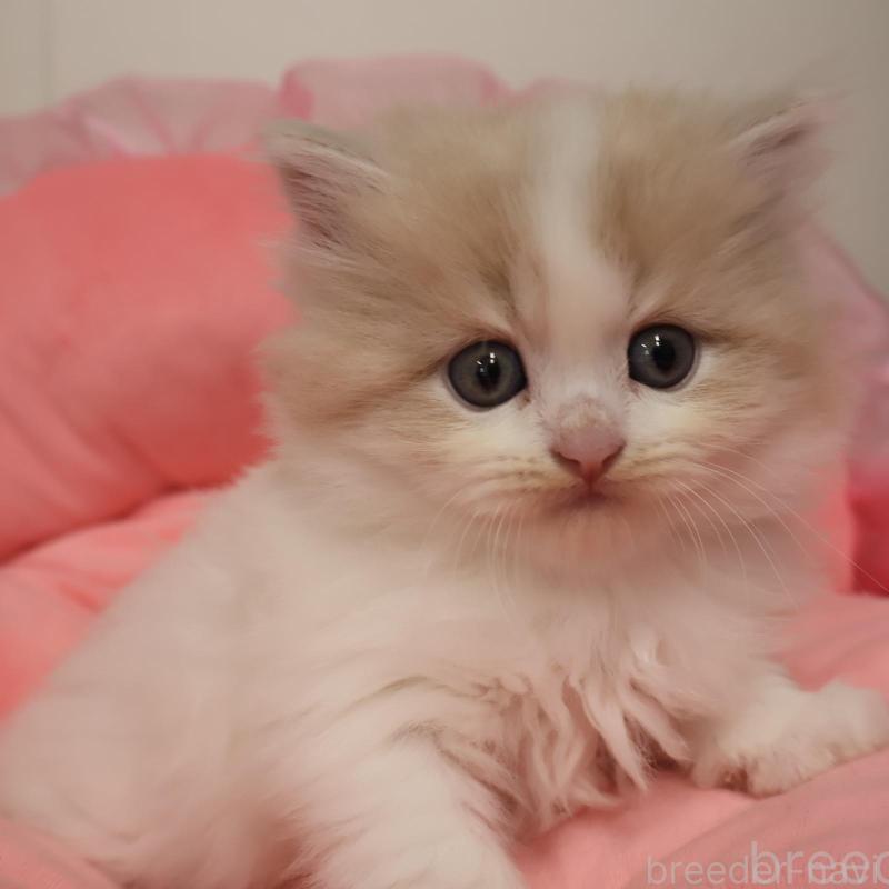 成約済の東京都のノルウェージャンフォレストキャット-139302の1枚目