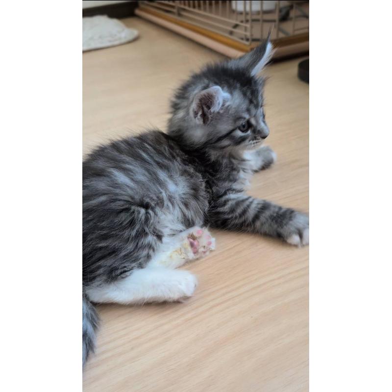 販売中の岡山県のメインクーン-139304の6枚目